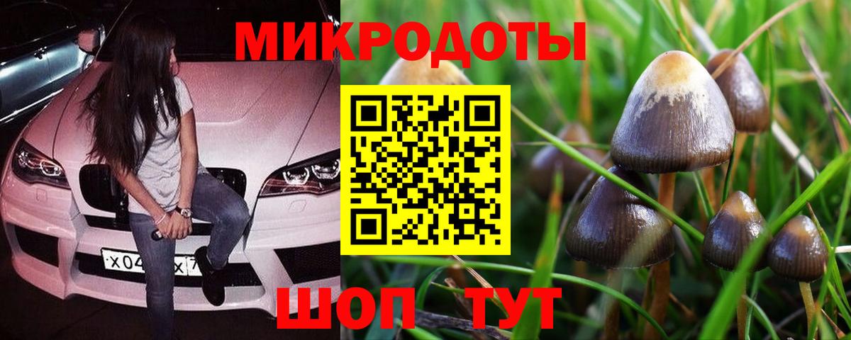 Псилоцибиновые грибы Psilocybe Курчатов